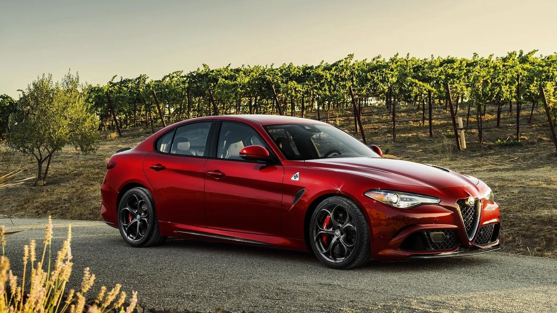 Alfa Romeo Giulia Quadrifoglio 2017 màu đỏ đang đậu trước một vườn nho, góc nhìn 3/4 từ phía trước, toát lên vẻ thể thao và quyến rũ