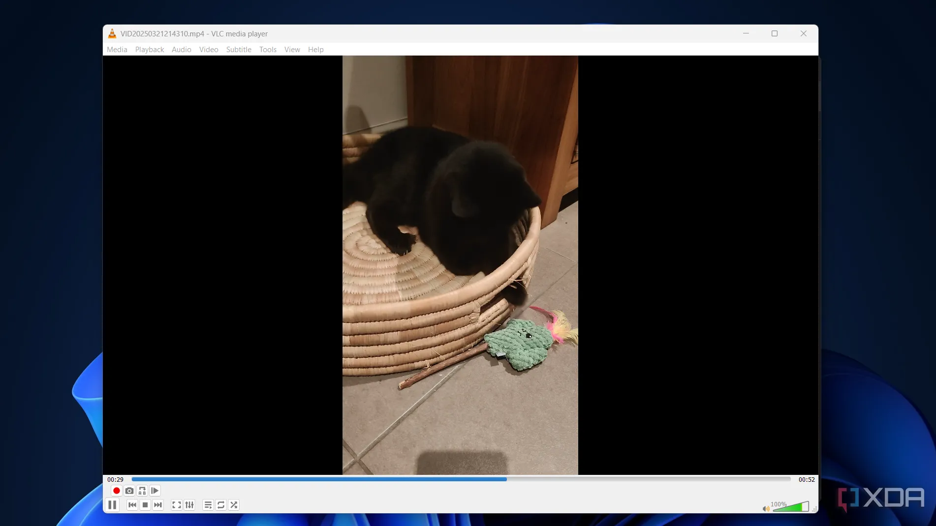 Video chú mèo đang phát trong VLC Media Player trên Windows